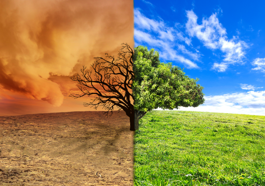 Transformación a través de procesos Mitad desierto con árbol seco, mitad campo verde con árbol frondoso, simbolizando el cambio positivo.